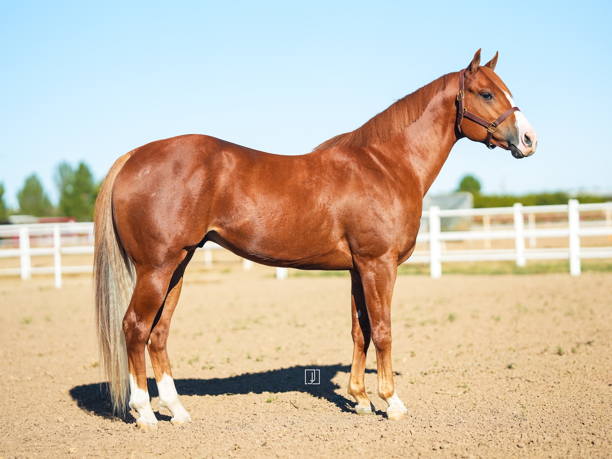 Electrifying Cowboy, conformation photo