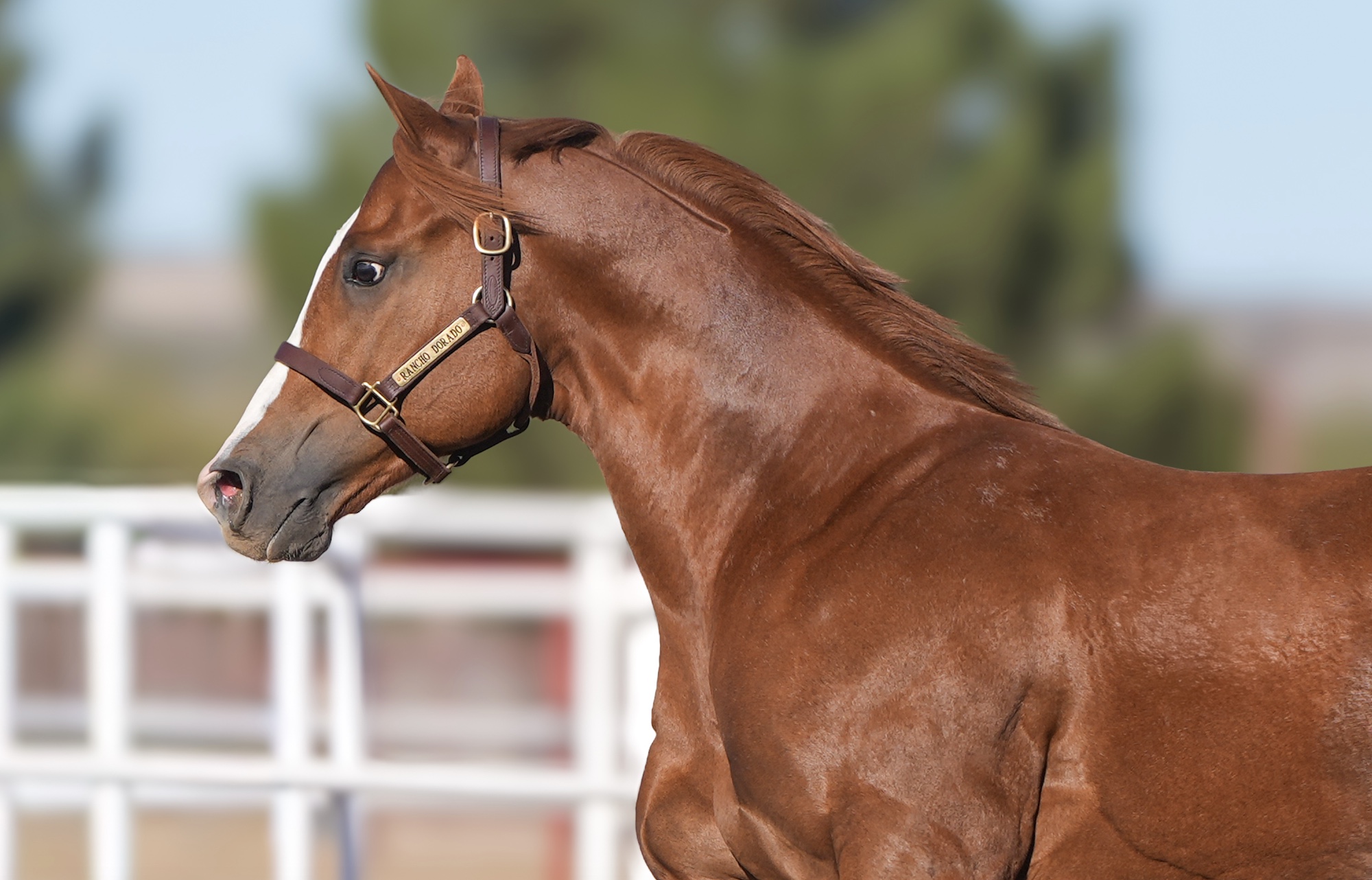 Electrifying Cowboy, photo 1