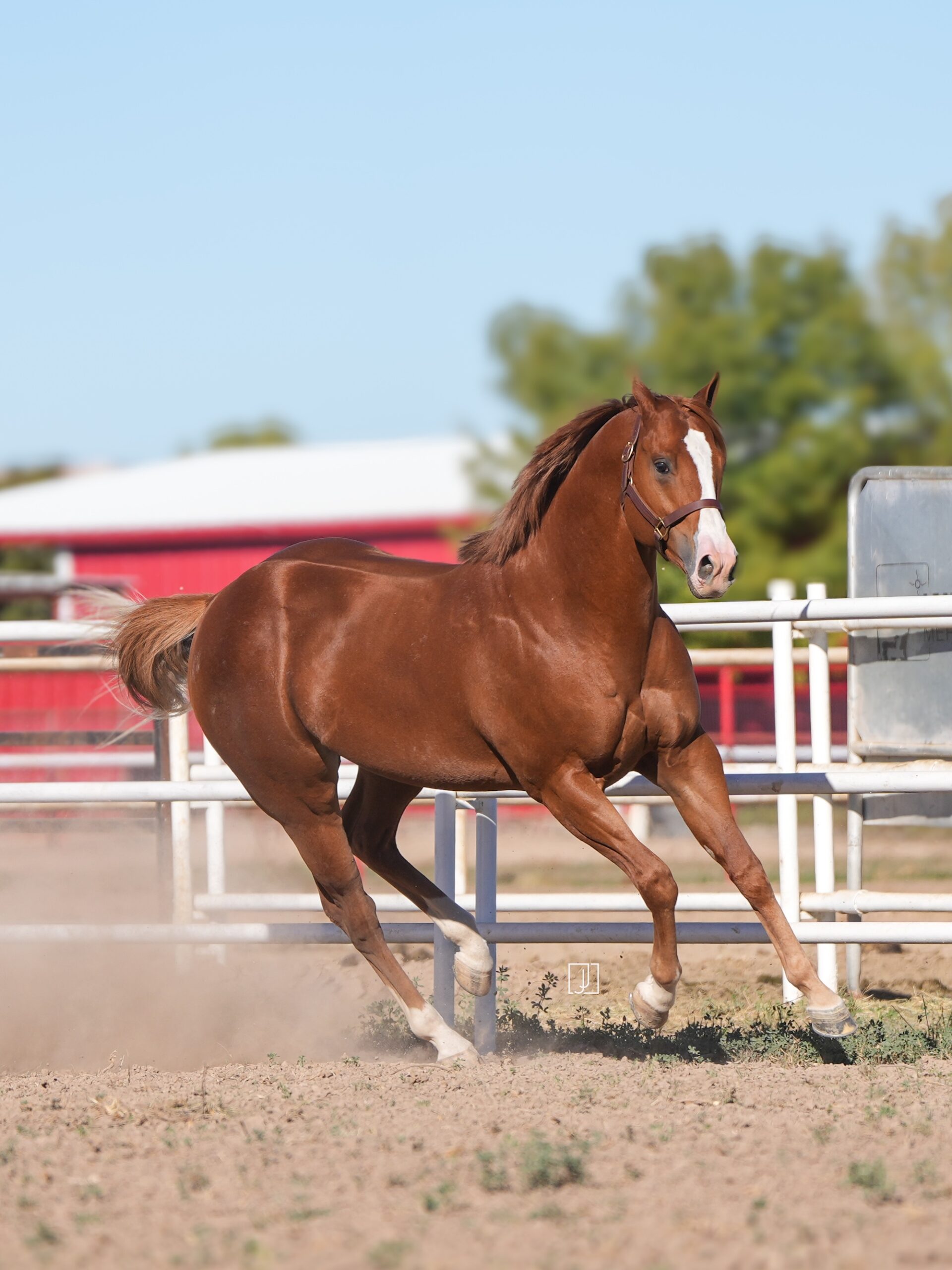 Electrifying Cowboy, photo 2