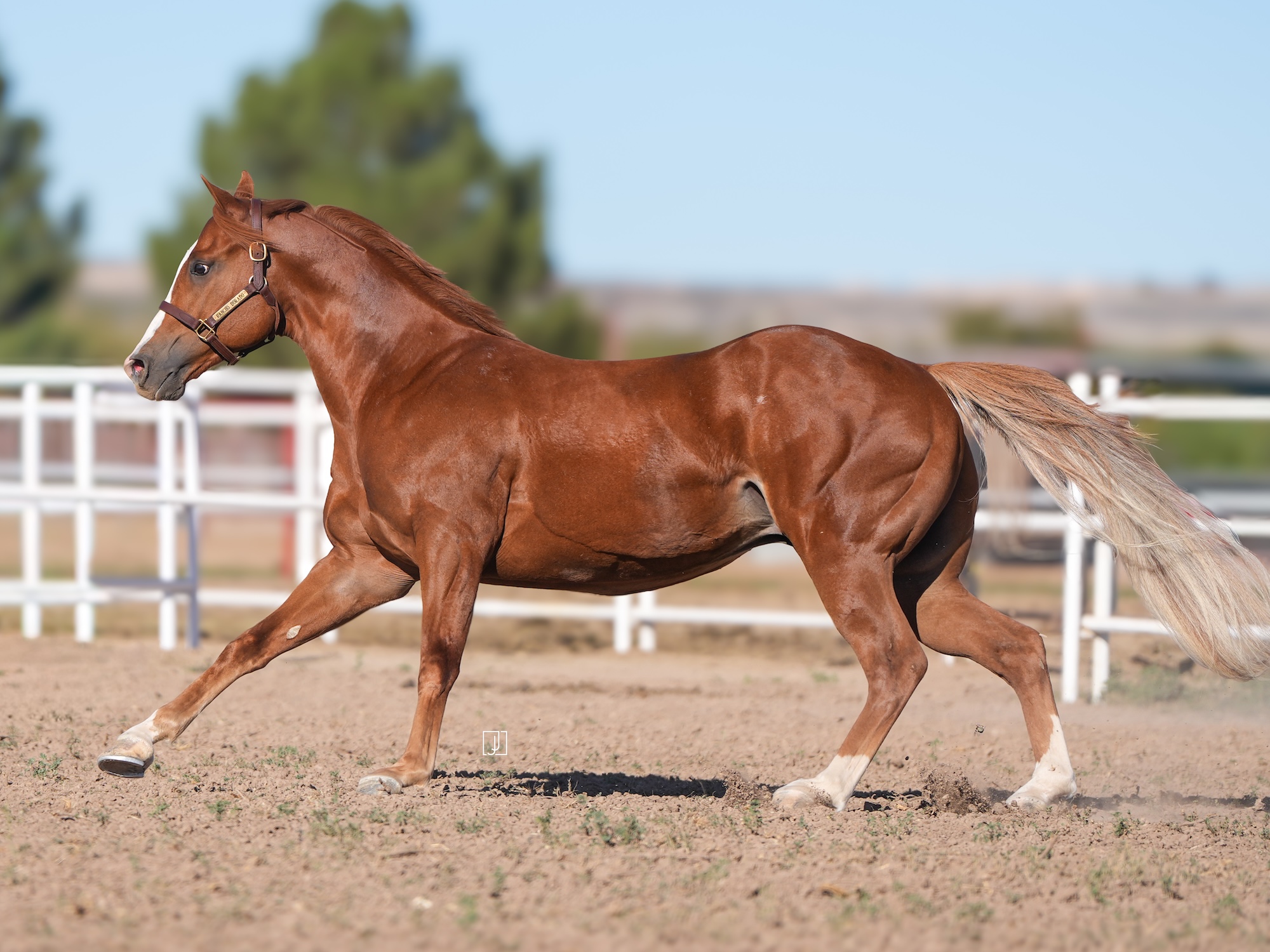 Electrifying Cowboy, photo 3