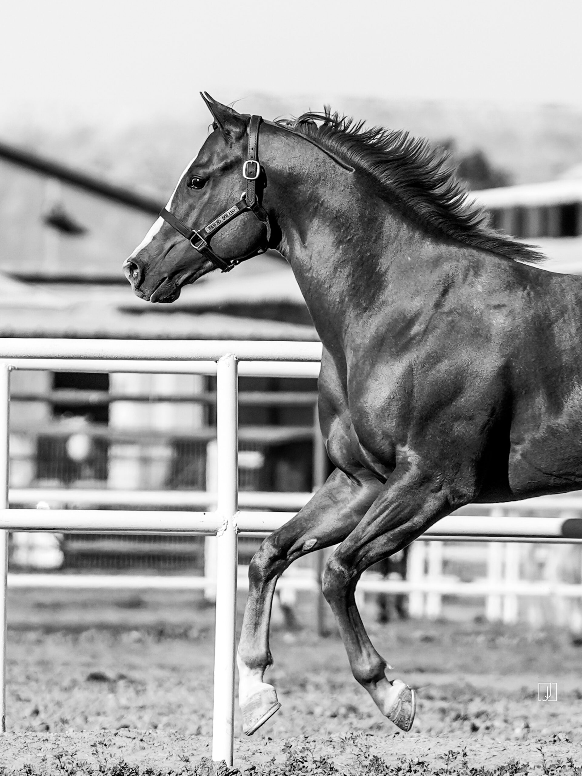 Electrifying Cowboy, photo 4