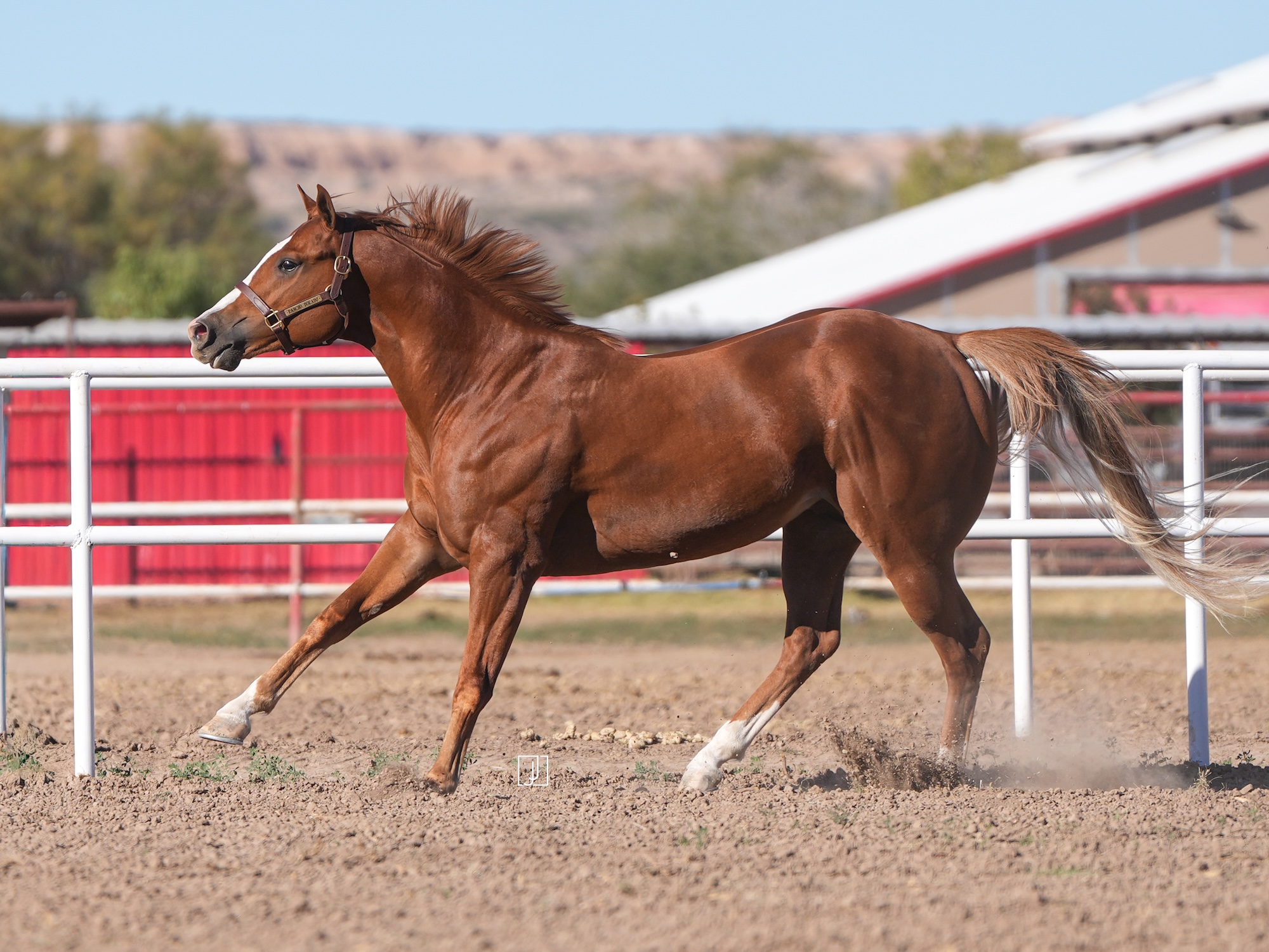 Electrifying Cowboy, photo 5