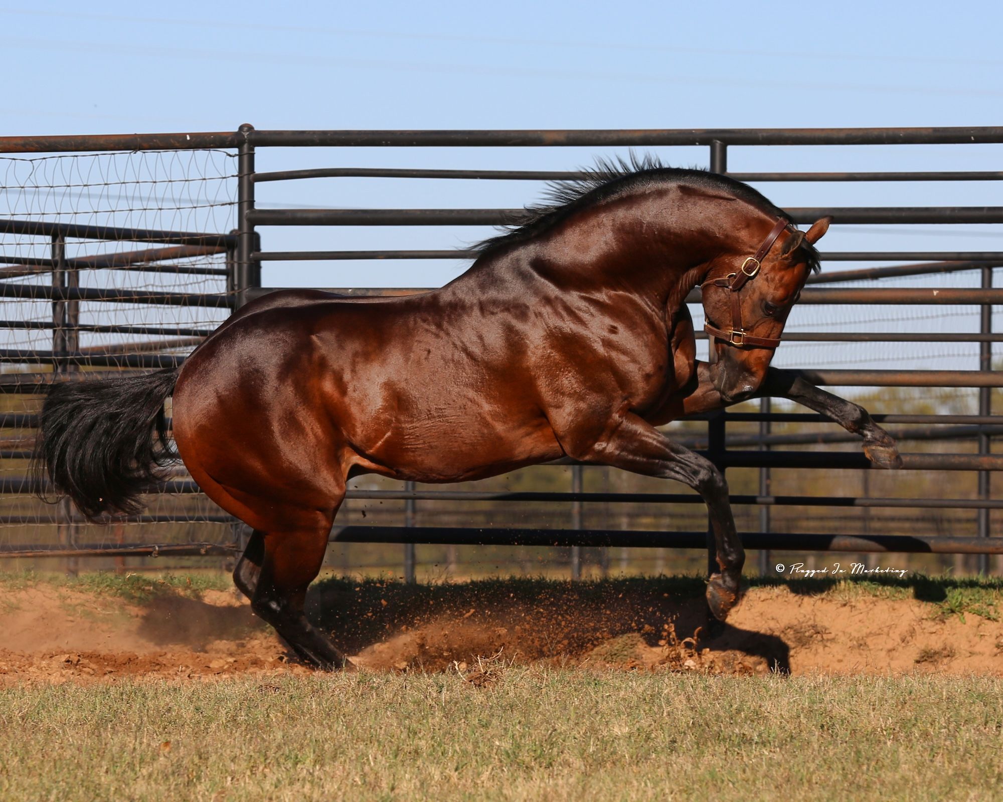 FDD Dynasty, photo 1