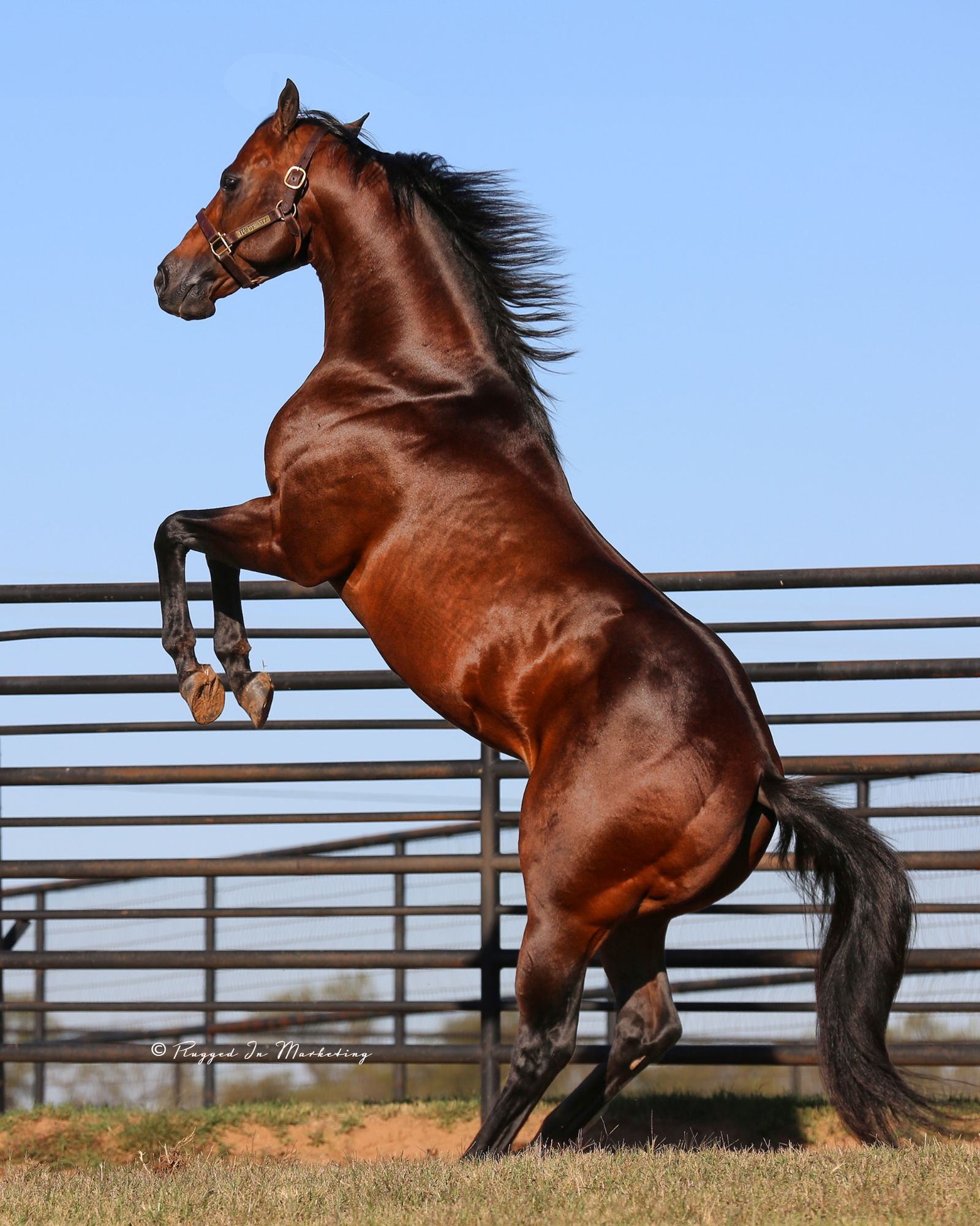 FDD Dynasty, photo 2