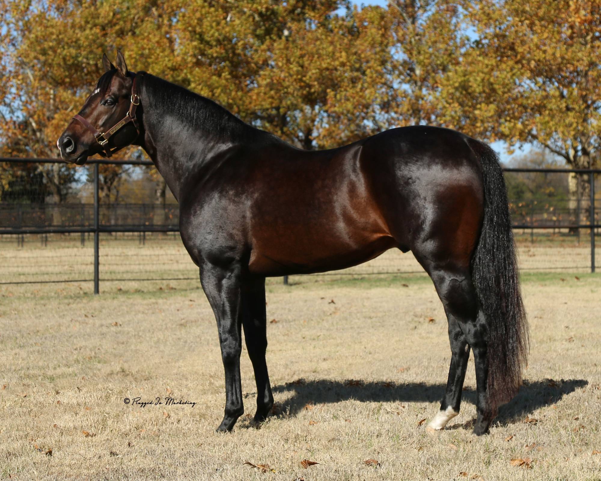 Hes Relentless, conformation photo