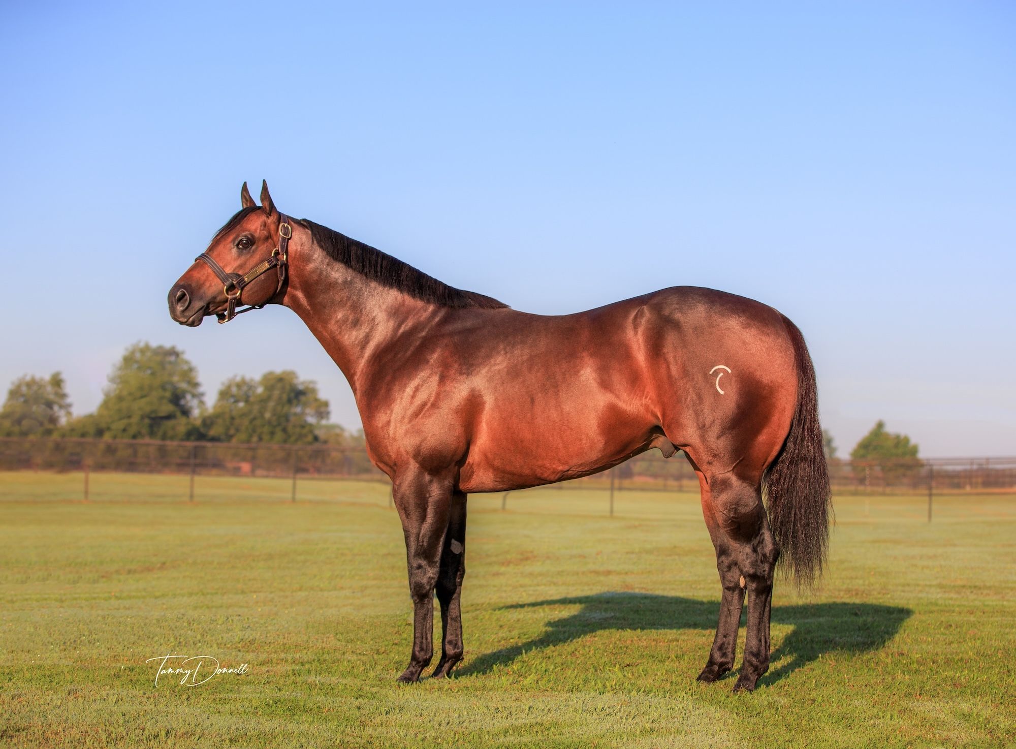 Hot Prodigy, conformation photo