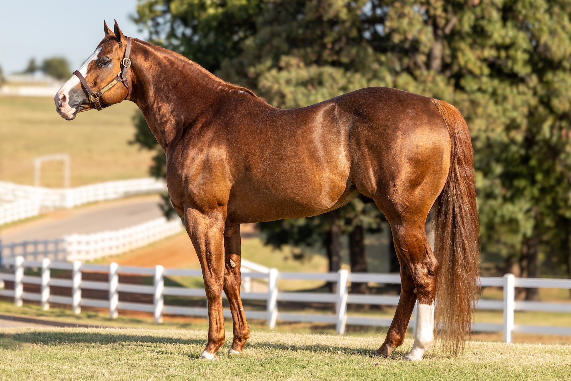 Kiss My Hocks, conformation photo