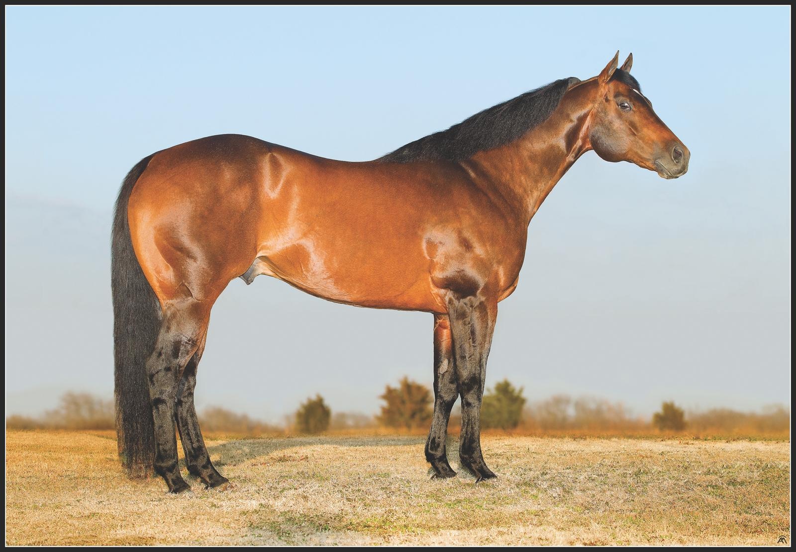 Tres Seis, conformation photo
