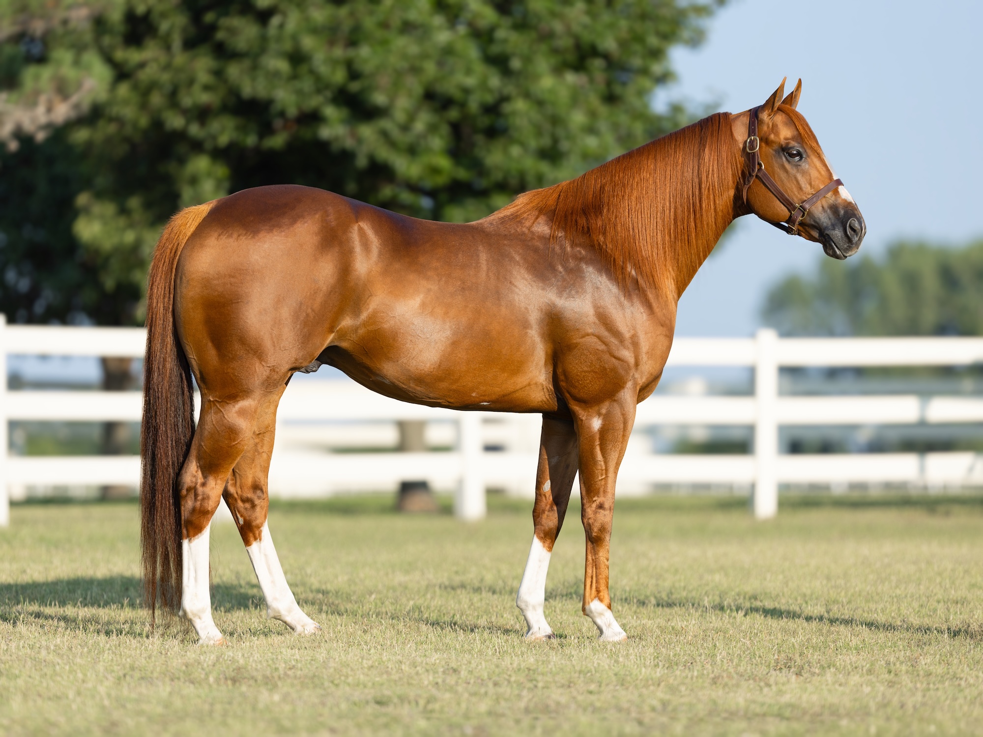 Flying Cowboy 123, conformation photo
