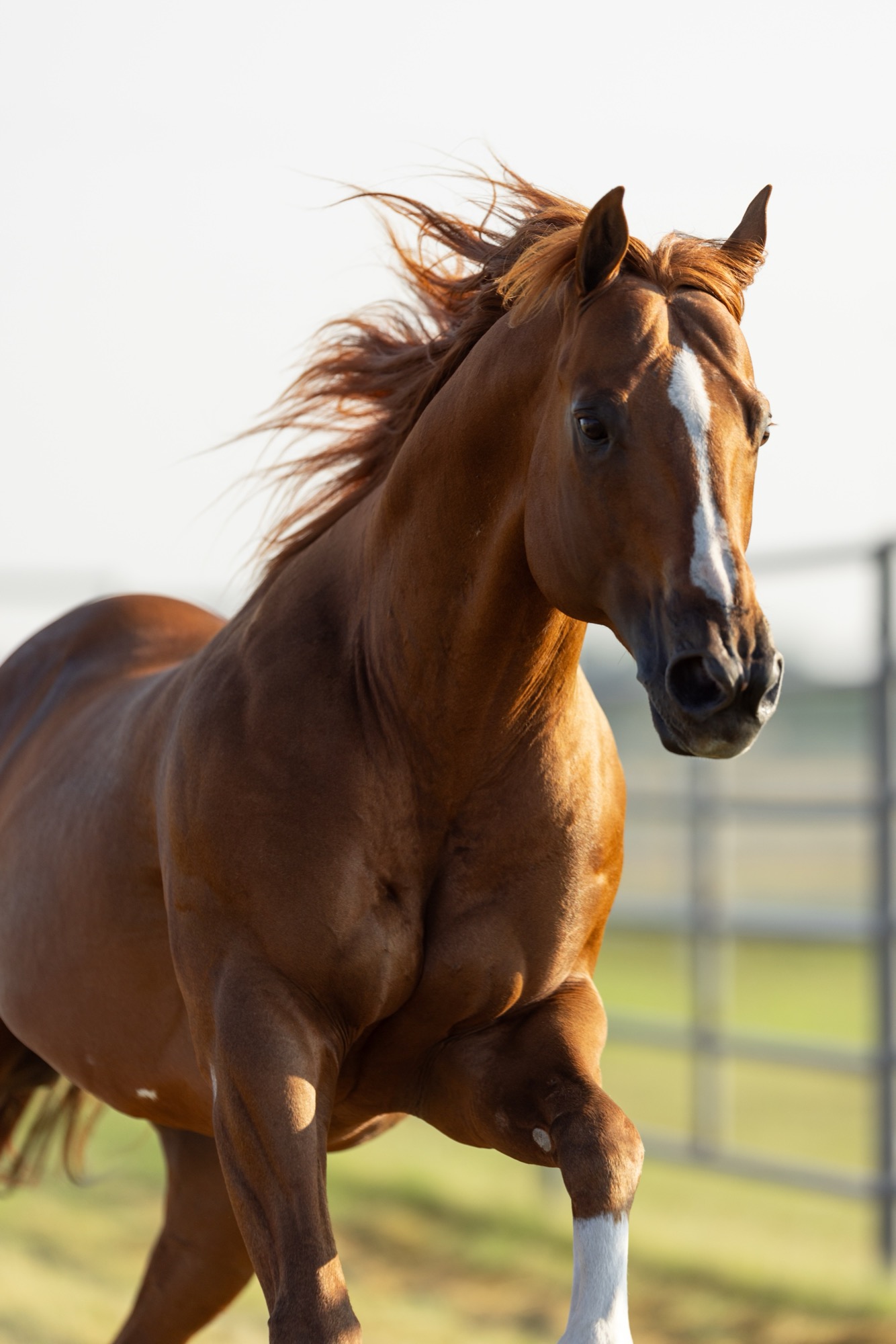Flying Cowboy 123, photo 1