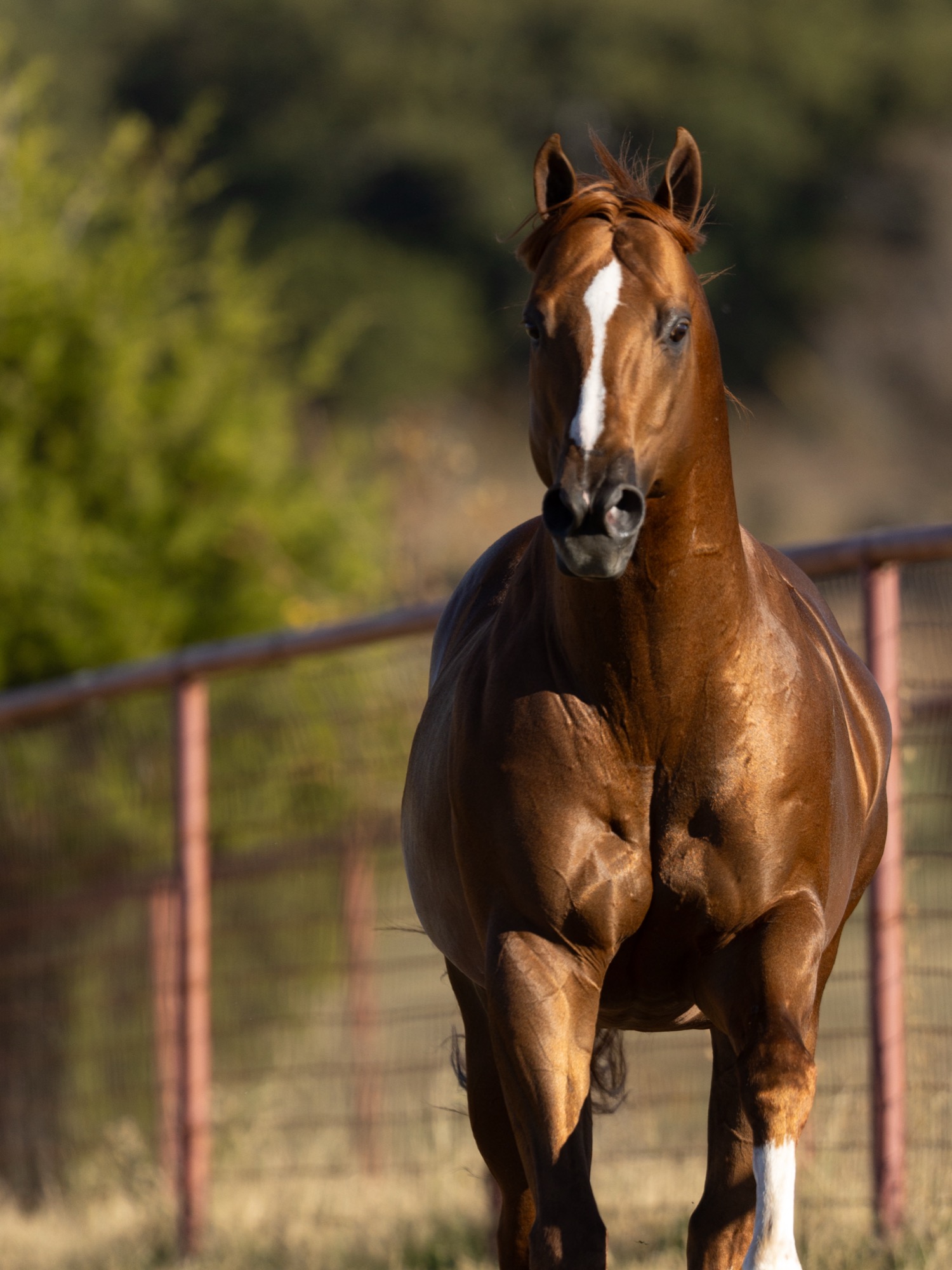 Flying Cowboy 123, photo 2