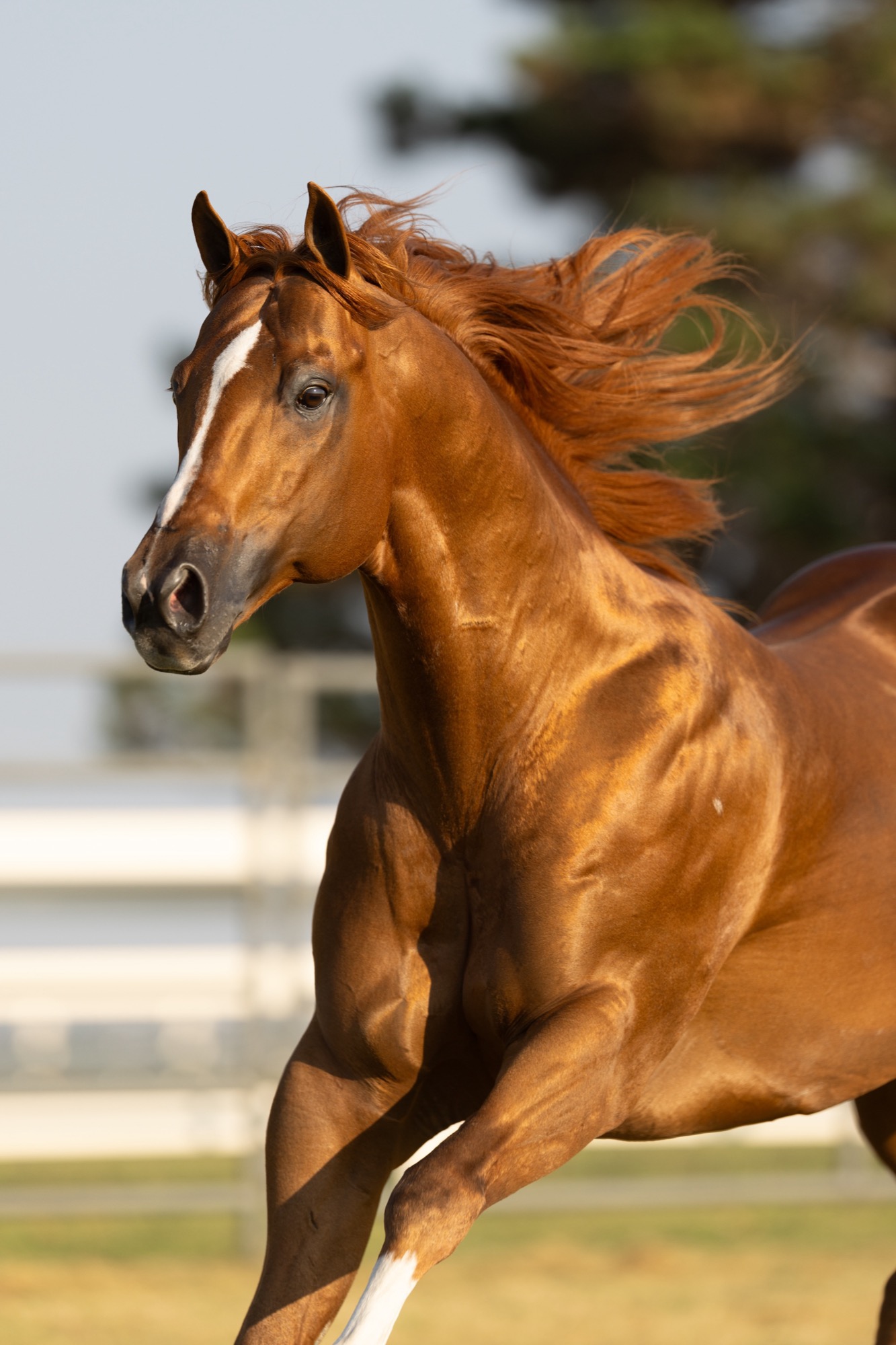 Flying Cowboy 123, photo 4