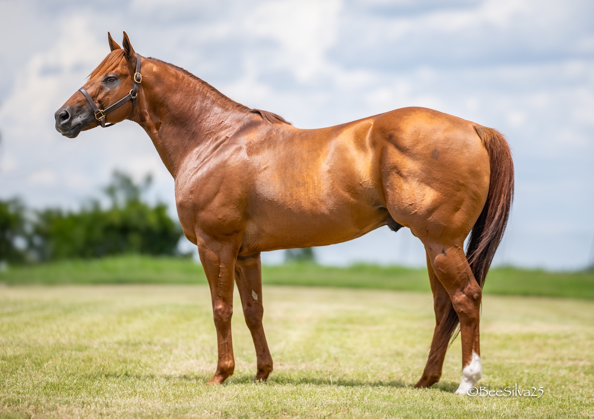 KJ Mucho Macho Man, conformation photo