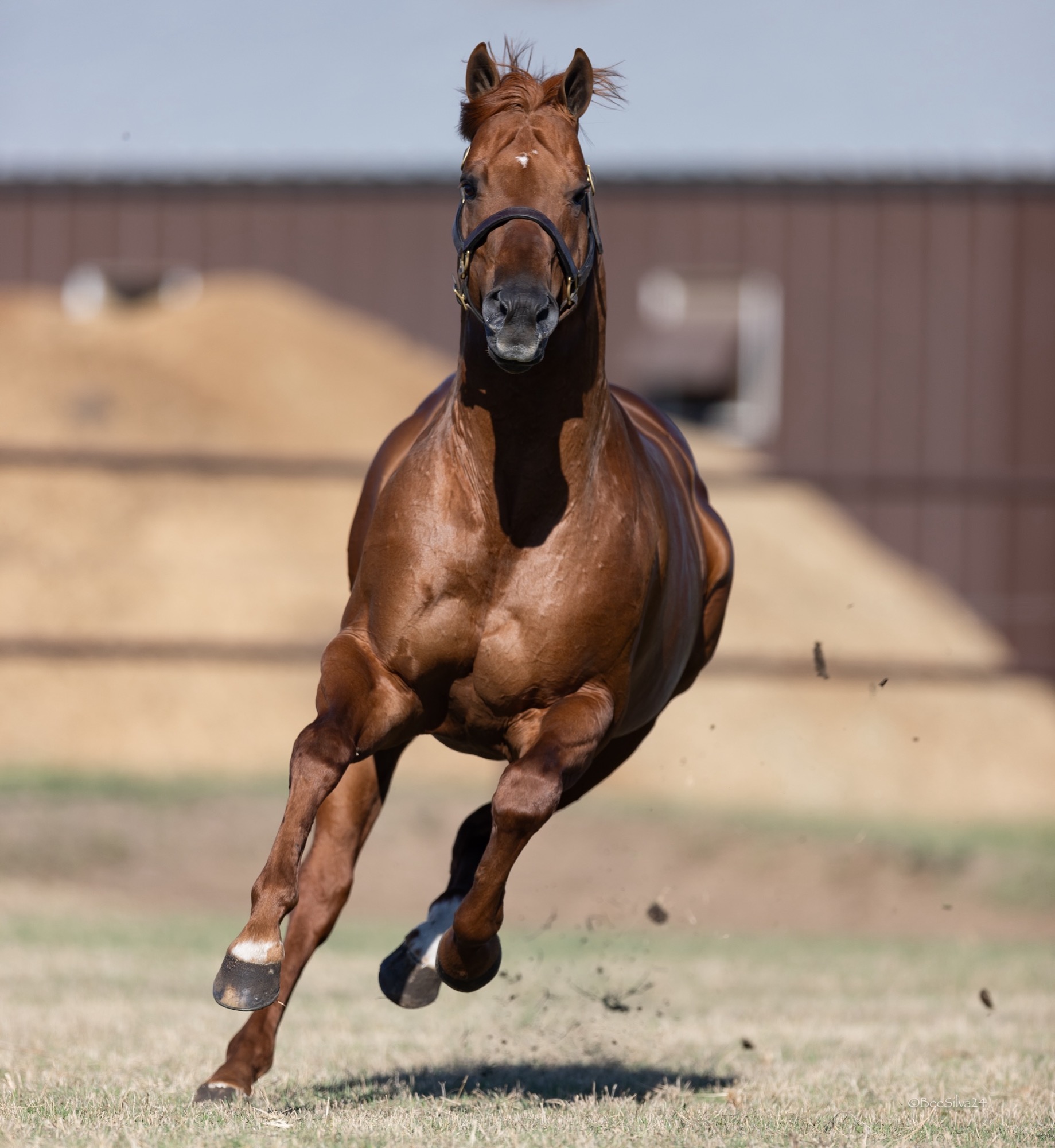 KJ Mucho Macho Man, photo 1