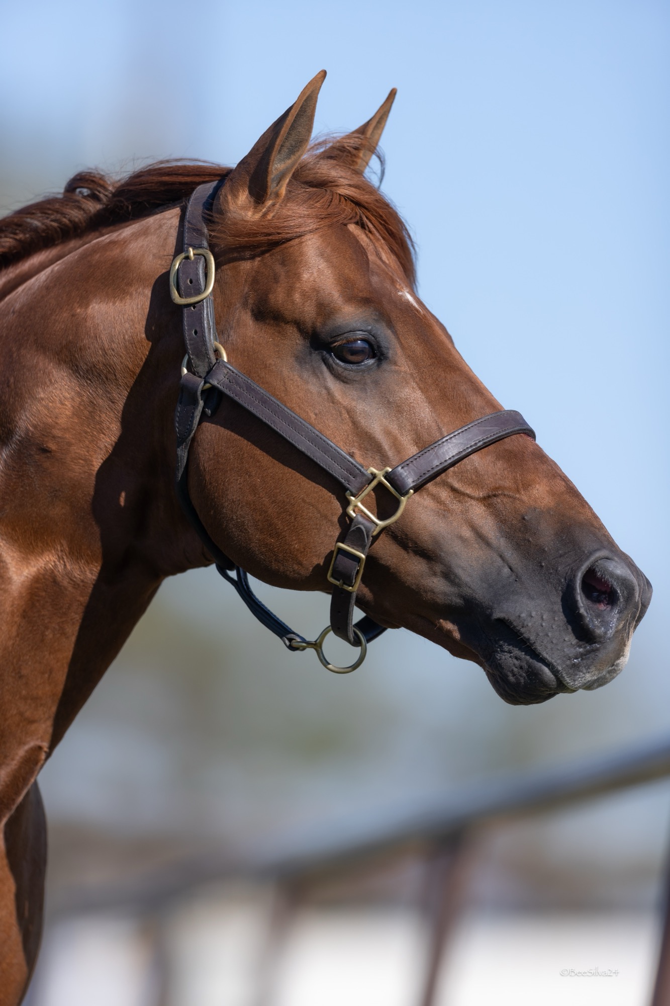 KJ Mucho Macho Man, photo 2