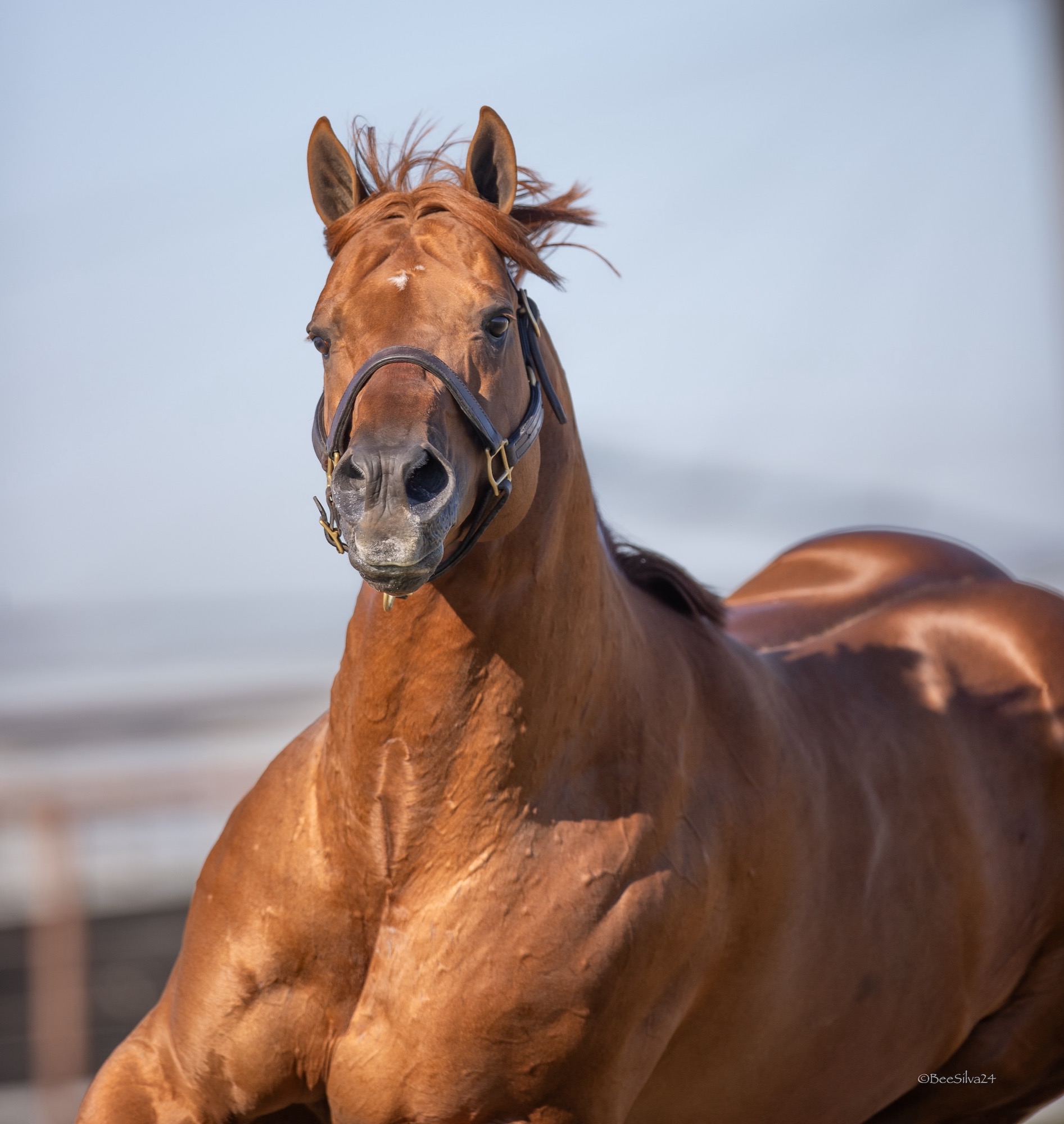 KJ Mucho Macho Man